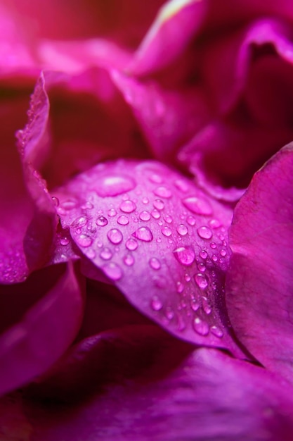 Foglie bagnate di rosa selvatica rosa con gocce d'acqua