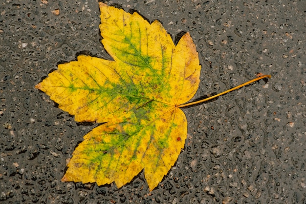 Foglie bagnate. Foglie di autunno sul marciapiede. Autunno dorato