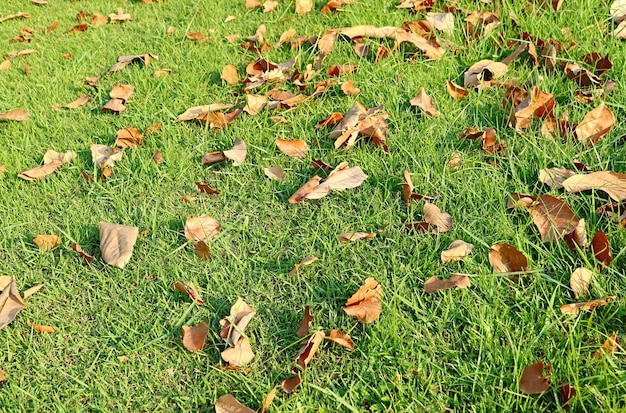 Foglie cadute asciutte sul campo di erba verde