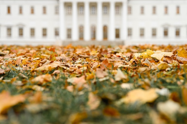 Foglie cadute autunnali di un albero di acero a terra sull'erba verde sullo sfondo dell'edificio bianco sfocato della tenuta nel parco autunnale