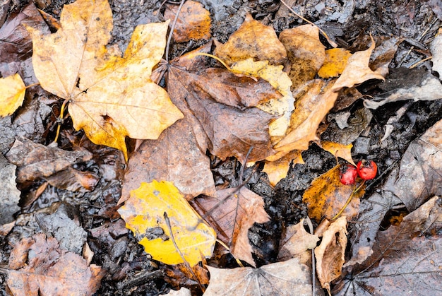 Foglie cadute bagnate e bacche di biancospino mature