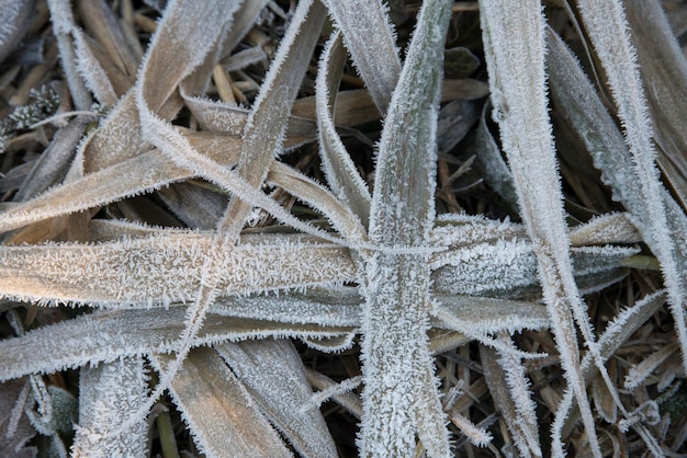 Foglie cadute con gelo al mattino