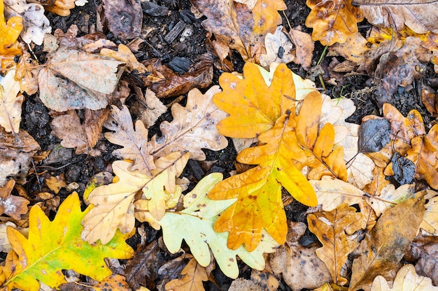 Foglie cadute gialle bagnate di quercia a terra