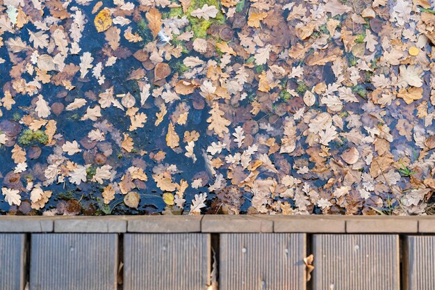 Foglie cadute in autunno nell'acqua del ruscello e parte del ponte di legno nel parco all'aperto