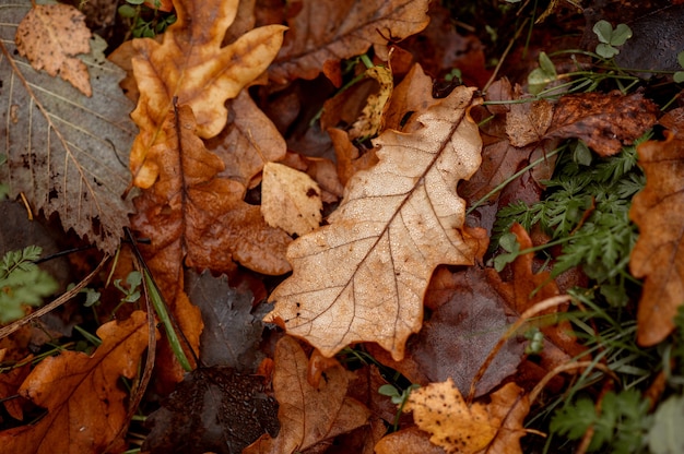 Foglie cadute in autunno per terra.