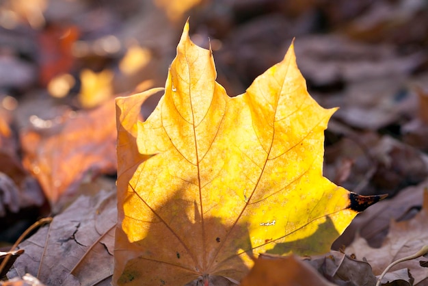 Foglie cadute in autunno