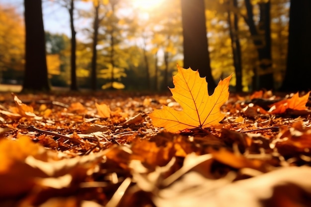 foglie cadute nella foresta autunnale con tempo soleggiato