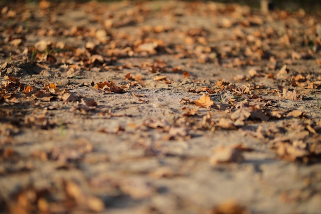 Foglie cadute nella foresta Paesaggio autunnale