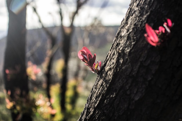 Foglie che crescono da un ramo di albero