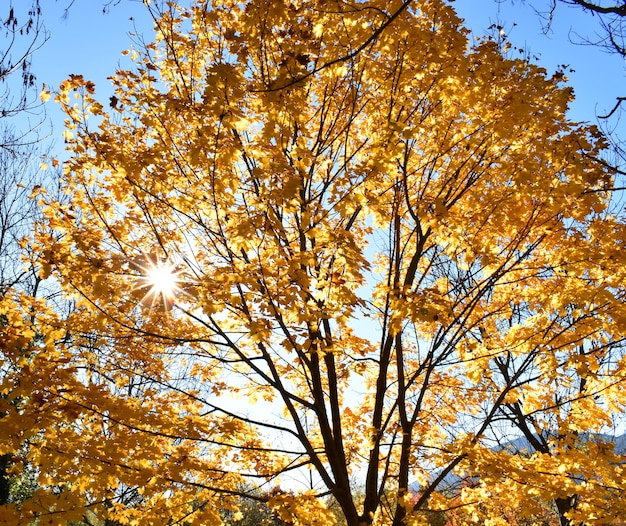 Foglie colorate d'autunno di un acero (Acer platanoides) contro la luce