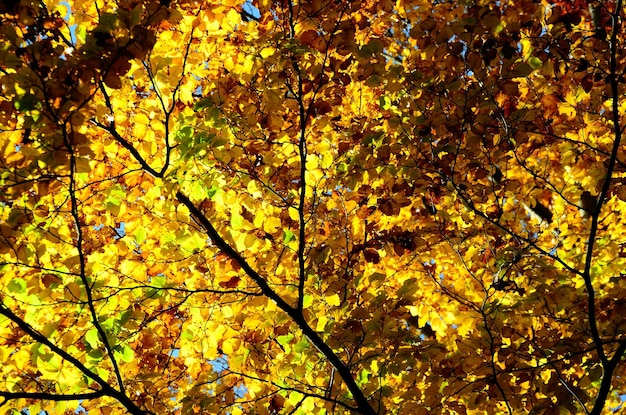 Foglie colorate dell'albero in autunno