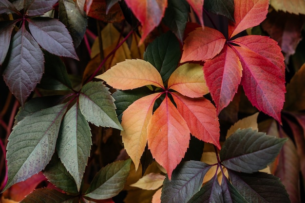 Foglie colorate di atumn di virginia creeper che copre il recinto la trama naturale di fal multicolori...