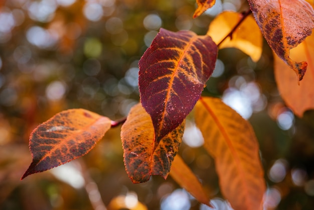 Foglie colorate di atumn durante la stagione autunnale foglie arancioni e gialle nell'albero