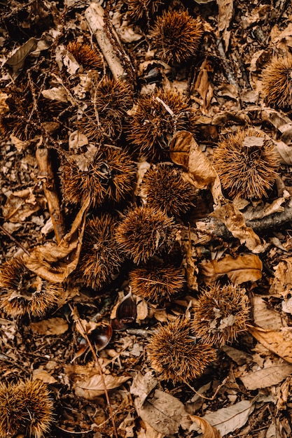 Foglie colorate e raggi di sole in una foresta d'autunno