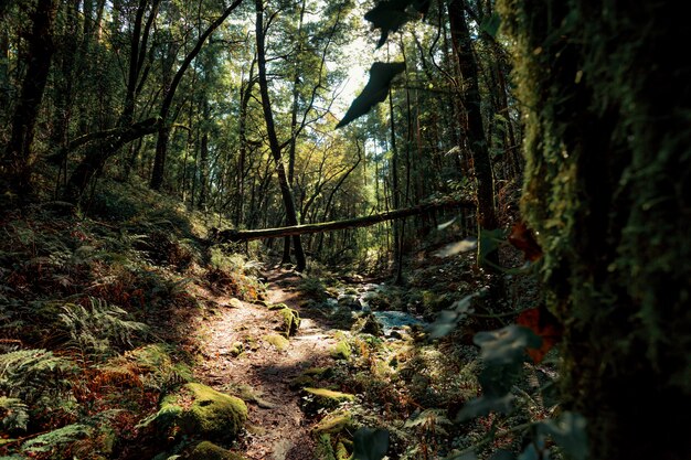 Foglie colorate e raggi di sole in una foresta d'autunno