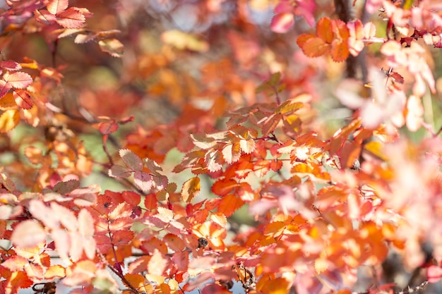 Foglie colorate luminose sui cespugli in autunno, messa a fuoco selettiva, sfondo sfocato