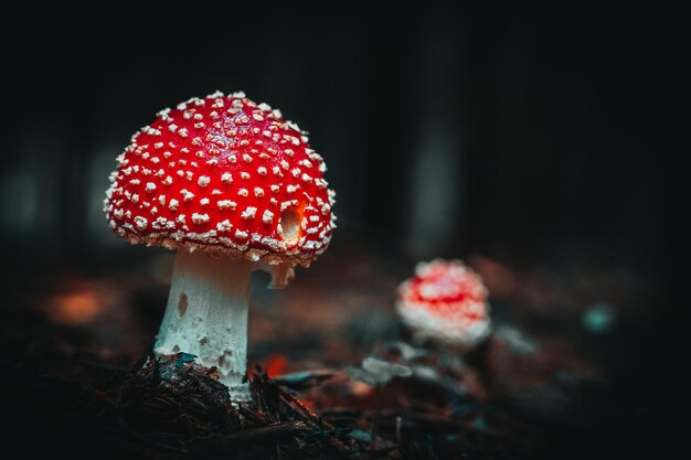 Foglie colorate nella natura e nel paesaggio autunnale della Baviera e della Foresta Bavarese. Fotografia di viaggio, natura e paesaggio.