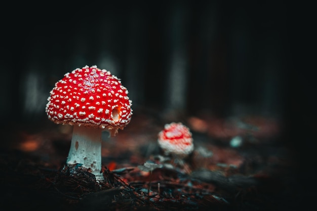 Foglie colorate nella natura e nel paesaggio autunnale della Baviera e della Foresta Bavarese. Fotografia di viaggio, natura e paesaggio.