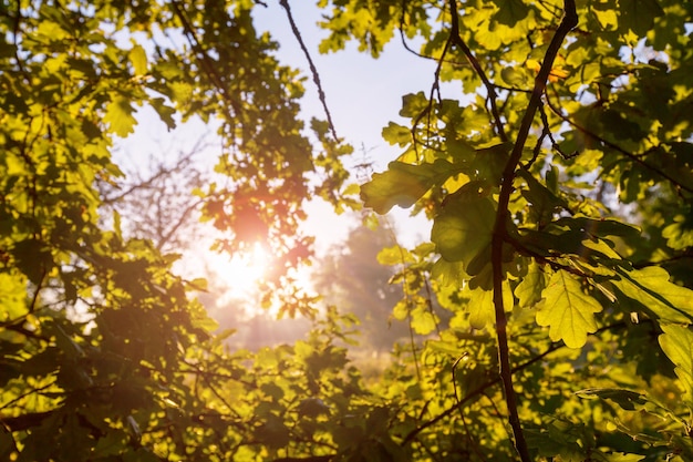 Foglie colorate nella stagione autunnale