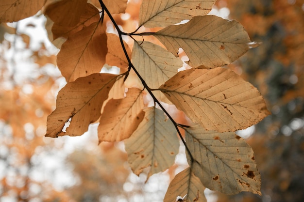 Foglie colorate su un albero in autunno park flair e sfondo sfocato