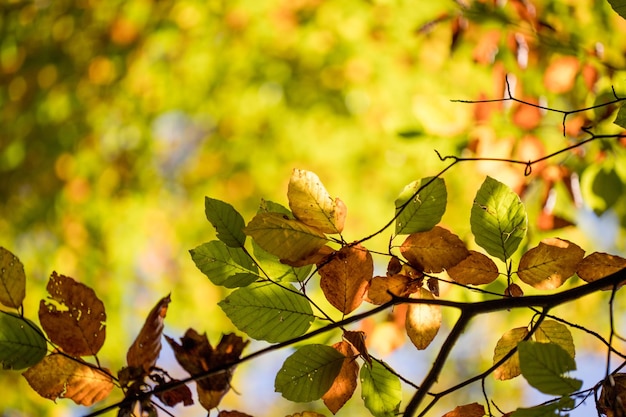 Foglie colorate su un albero in autunno park flair e sfondo sfocato