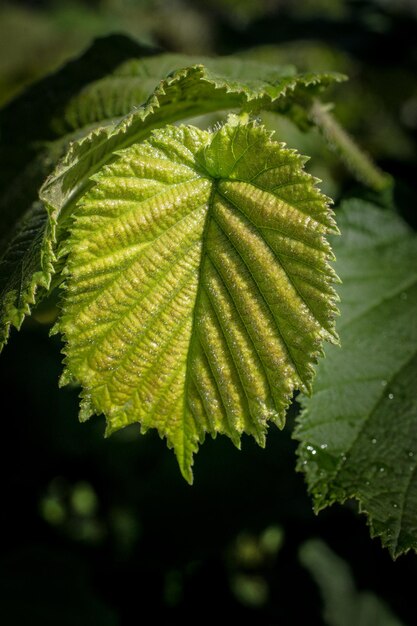 Foglie come sfondo naturale floreale della vegetazione