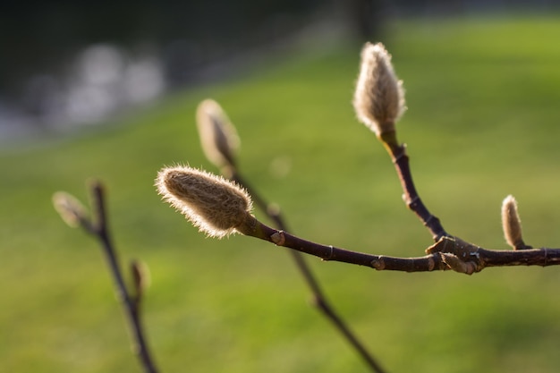 Foglie come texture di sfondo natura floreale a base di erbe