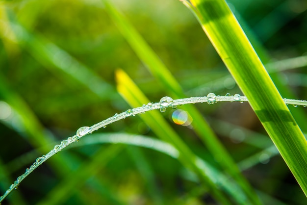 Foglie con gocce d'acqua