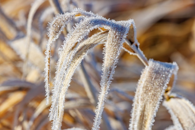 Foglie congelate di piante secche con cristalli di ghiaccio in primo piano alla luce del sole