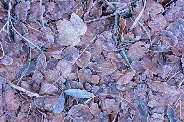 Foglie congelate sul suolo della foresta