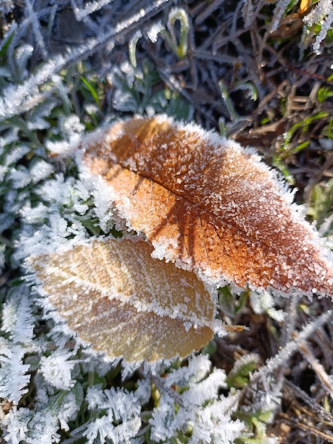 Foglie congelate sul terreno ghiacciato