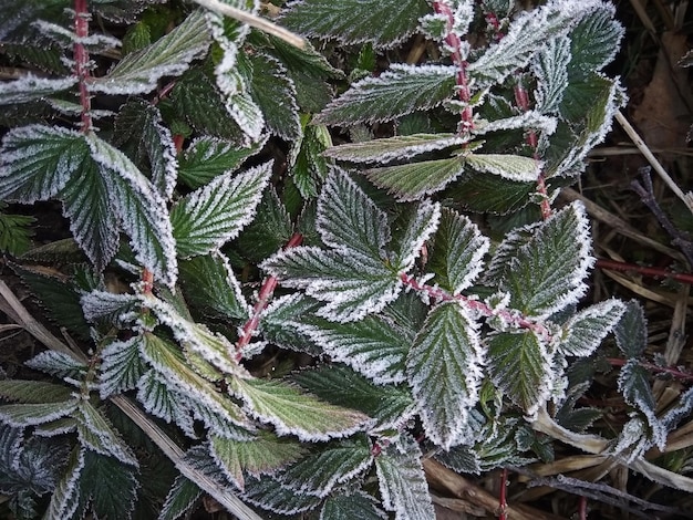 Foglie coperte di ghiaccio di olmaria vyazolistnaya sfondo naturale