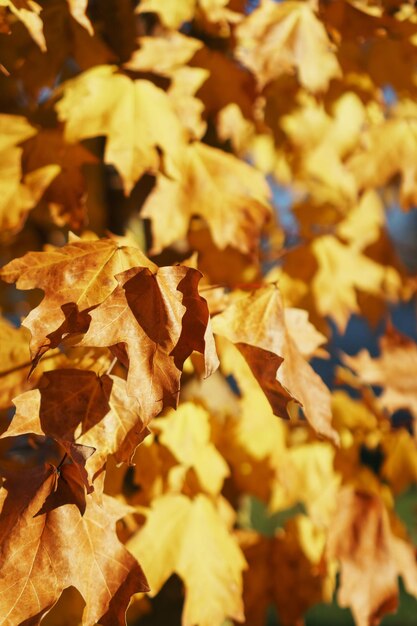 Foglie d'acero autunnali dorate a schermo intero. Foresta d'autunno