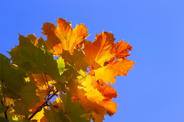 Foglie d'acero autunnali foto di sfondo a metà autunno