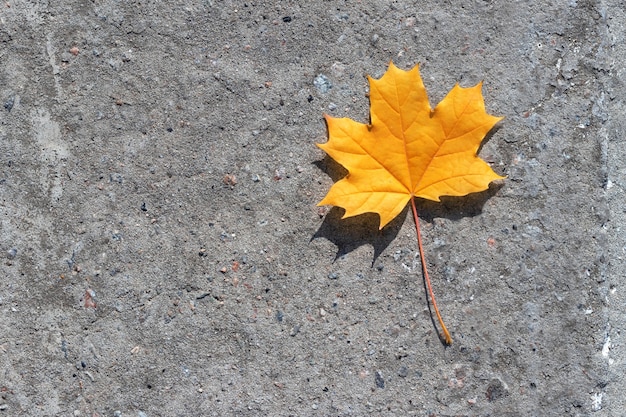 Foglie d'acero autunnali / foto di sfondo metà autunno