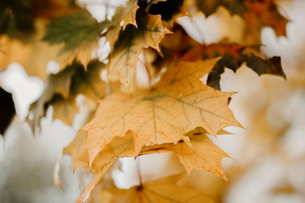 foglie d'acero autunnali sfondo autunnale