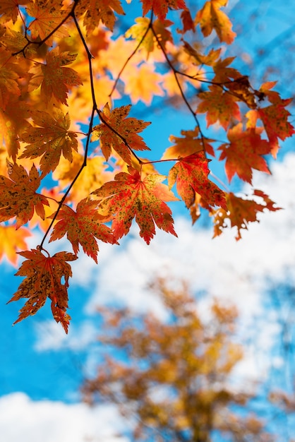 foglie d'acero autunnali sul cielo stagione autunnale