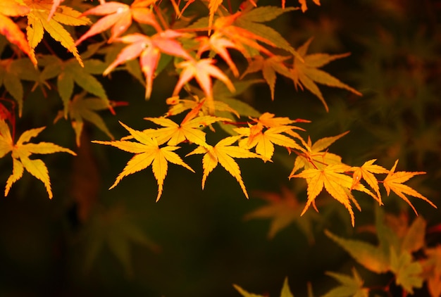 Foglie d&#39;acero autunno