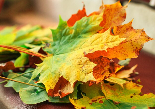 Foglie d&#39;acero autunno