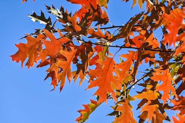 Foglie d&#39;acero autunno