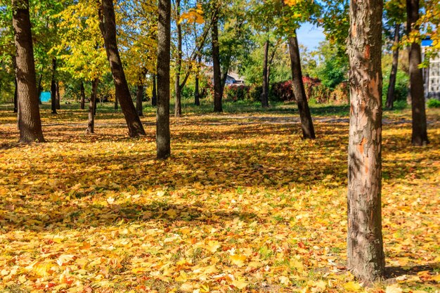 Foglie d'acero colorate cadute a terra nel parco cittadino d'autunno