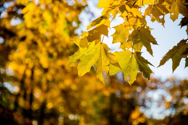 Foglie d'acero colorate e luminose sullo sfondo del lago Bella vista delle foglie autunnali nel parco in una mattinata di sole Autunno dorato nei rami del parco che si affacciano sul fiume