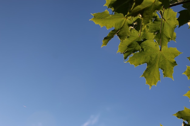 Foglie d'acero contro il cielo