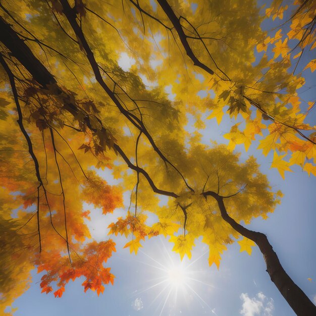 Foglie d'acero d'autunno nel parco Colori giallo rosso e arancio Ramo di un albero arioso contro il cielo offuscato Cadere nel concetto di natura e tempo