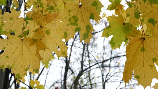 Foglie d'acero gialle d'autunno ramo d'albero foglia d'autunno dorata nella foresta o nei boschi