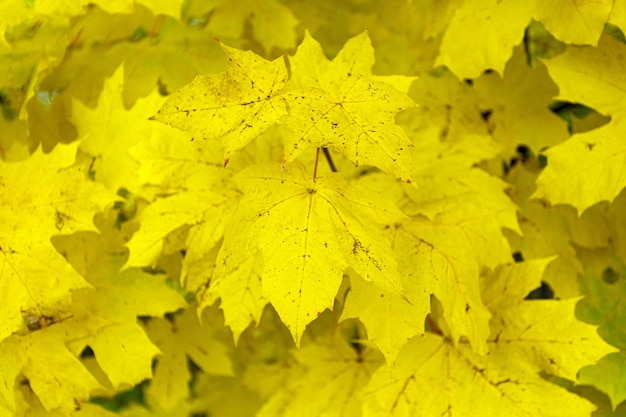 Foglie d'acero gialle Foglie dorate nel parco autunnale Messa a fuoco selettiva blured