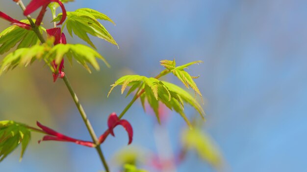 Foglie d'acero giapponesi e giovani ramoscelli primavera giovani germogli di foglie di acero profondità poco profonda del campo