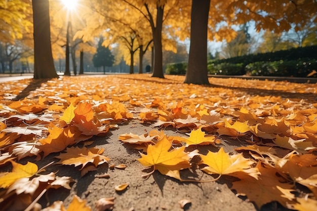foglie d'arancia autunnali nel parco sfondo naturale dell'autunno soleggiato