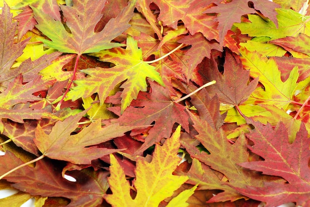 Foglie d&#39;arancio d&#39;autunno