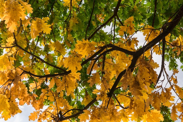 Foglie d'arancio in autunno sui rami sullo sfondo del cielo Sfondo autunnale di foglie gialle sui rami